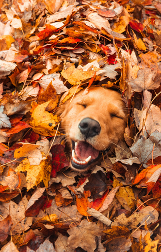Ten best activities to do with your dog this fall