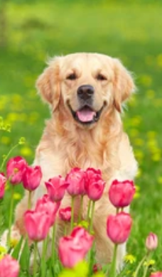 Six Activities to do with your Dog this Spring