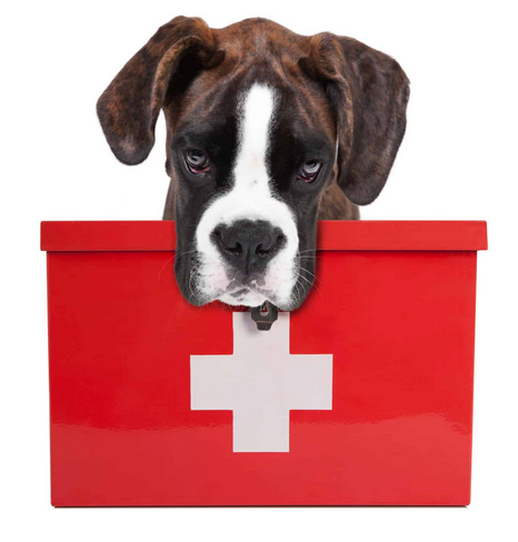 What do I need in my pet's first aid kit